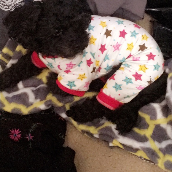 Meet your Posher, Chellie & Chloe Coco Chanel💜💜 - Picture 2 of 4